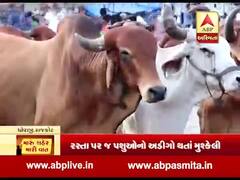 મારુ શહેર મારી વાતઃ રખડતાં ઢોર અને આખલાં યુદ્ધથી પરેશાન છે રાજકોટના ધોરાજીના લોકો, જુઓ વીડિયો