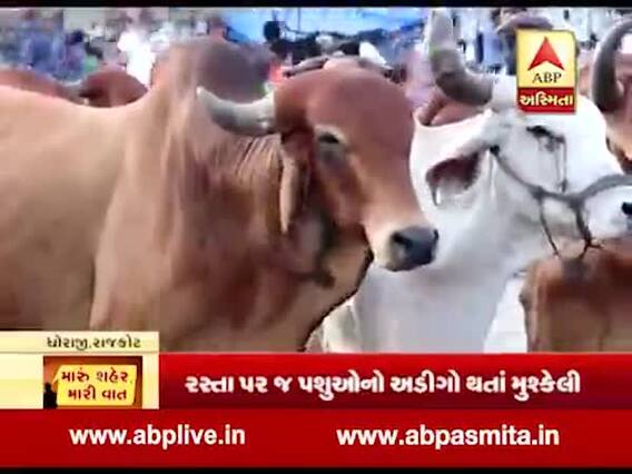 મારુ શહેર મારી વાતઃ રખડતાં ઢોર અને આખલાં યુદ્ધથી પરેશાન છે રાજકોટના ધોરાજીના લોકો, જુઓ વીડિયો