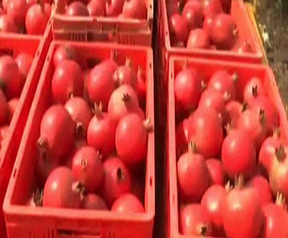 सोलापुरच्या डाळिंबाची युरोपवारी | 712 | एबीपी माझा