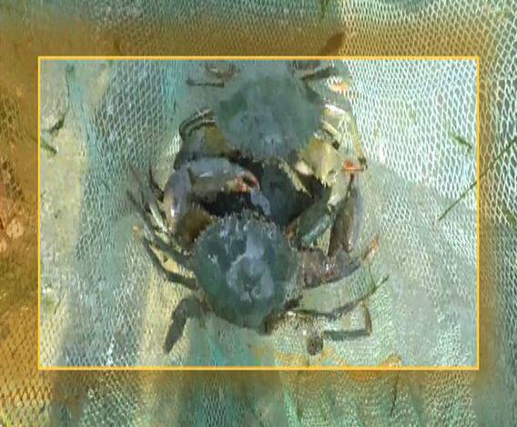 खेकडे पालनाचा यशस्वी प्रकल्प | 712 | पालघर | एबीपी माझा