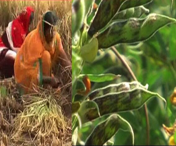 देशातील रब्बी पेऱ्यात घट | 712 | एबीपी माझा