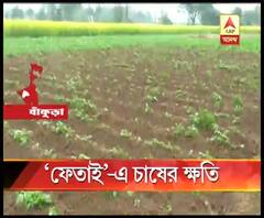 ক্ষতিগ্রস্থ আলু-ধান-সরষে, অকাল বৃষ্টিতে মাথায় হাত বাঁকুড়ার কৃষকদের