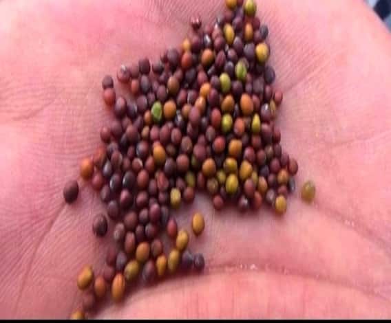 अशी घ्या पिकांची काळजी...| 712 | एबीपी माझा