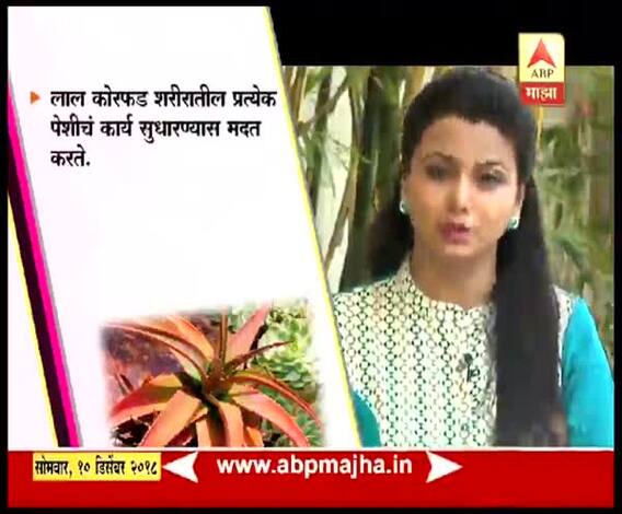 लाल कोरफडीचे फायदे | आरोग्य | घे भरारी | एबीपी माझा