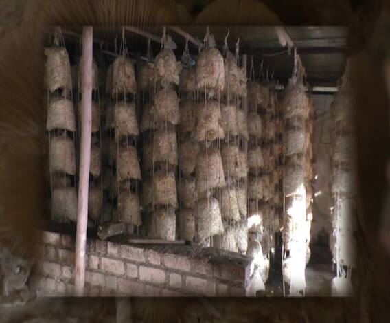 एक हजार बेडवर मशरुमचं उत्पादन | 712 | अमरावती | एबीपी माझा