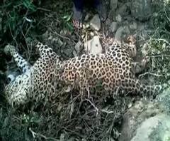 আলিপুরদুয়ারে মাদারিহাট থানার গেরগেন্দা চা-বাগানে দু-দুটি চিতাবাঘের মৃত্যুর ঘটনায় আটক ২