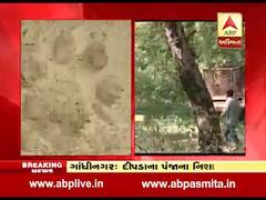 ગાંધીનગરમાં ફરી એકવાર દીપડાના પંજાના નિશાન દેખાતા લોકોમાં ફફડાટ, જુઓ વીડિયો