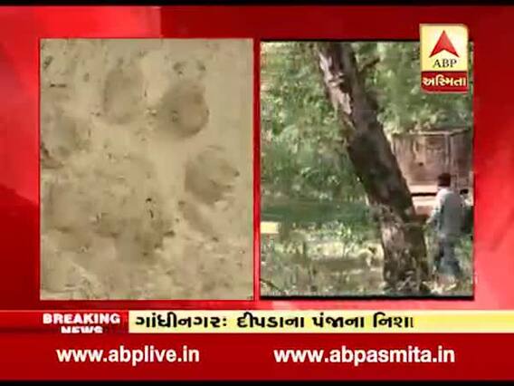 ગાંધીનગરમાં ફરી એકવાર દીપડાના પંજાના નિશાન દેખાતા લોકોમાં ફફડાટ, જુઓ વીડિયો