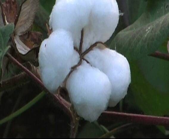 देशातील कापसाच्या आवकीमध्ये 31 टक्क्यांनी घट | 712 | एबीपी माझा 