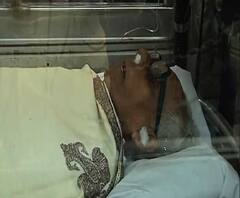 স্মৃতিতে-শ্রদ্ধায় মৃণাল সেনকে চিরবিদায়, শেষকৃত্য সম্পন্ন কেওড়াতলায়