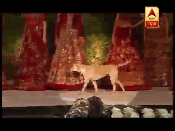 VIDEO: रैंप वॉक कर रहे थे सिद्धार्थ मल्होत्रा, तभी घुस गया कुत्ता और लूट ली महफिल, देखिए