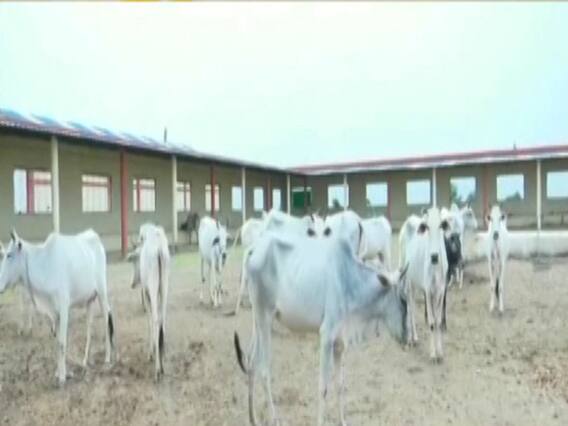 मध्य प्रदेश: गोरक्षा पर खुली कमलनाथ सरकार की पोल, आगर-मालवा में एक साथ 18 गायों की मौत