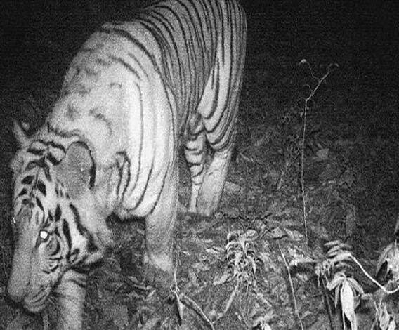 রয়্যাল বেঙ্গল টাইগারের দেখা মিলল সিকিমের প্যাঙ্গুলাখা জঙ্গলে