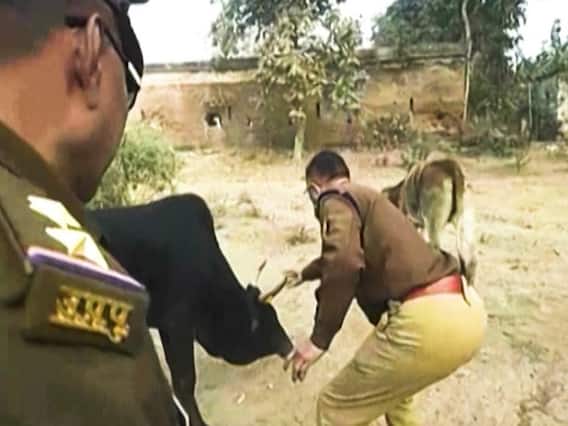 घंटी बजाओ: अवारा गोवंश को पकड़ने में जुटी यूपी सरकार