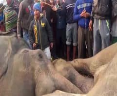 পশ্চিম মেদিনীপুরে হাই ভোল্টেজ তারে বিদ্যুৎস্পৃষ্ট হয়ে দুটি পূর্ণবয়স্ক হাতির মৃত্যু