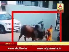વડોદરામાં આખલાએ રસ્તે ચાલતી મહિલાને અડફેટે લીધી, જુઓ વીડિયો