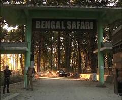তিনদিন পার, এখনও অধরা চিতাবাঘ ‘সচিন’, চলছে জোর তল্লাশি