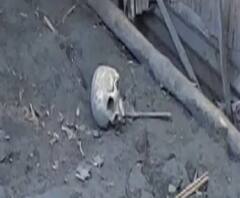 ফলতা থানা এলাকায় দস্তুপুর-ফলতা রোডের পাশ থেকে বন্ধ দোকানের ভিতর থেকে কঙ্কাল উদ্ধার