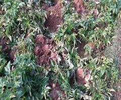 পশ্চিম মেদিনীপুরের নেপুরাতে ফের হাতির হানা, নষ্ট বিঘার পর বিঘা ফসল