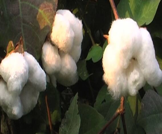 भारतावर आता कापूस आयात करण्याची वेळ येणार? | 712 | एबीपी माझा