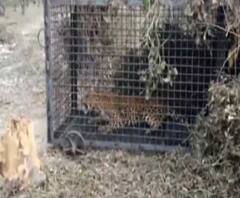 আলিপুরদুয়ারে ধরা পড়ল চিতাবাঘ