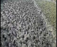 পশ্চিম মেদিনীপুরের নারায়ণগড়ের বাঁশচটি গ্রামে বুনো শুয়োরের তাণ্ডব, তছনছ ফসল, বন দফতরের ভূমিকা নিয়ে প্রশ্ন