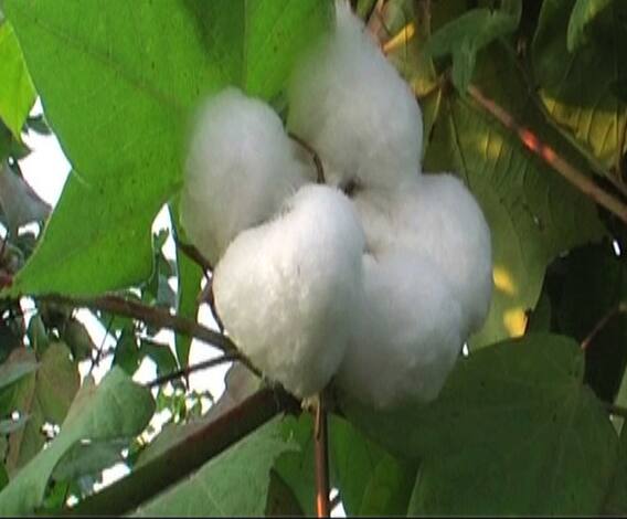 कापूस महासंघ अहवालानुसार भारताला कापसाची उत्पादकता सुधारण्याची गरज | 712 | एबीपी माझा