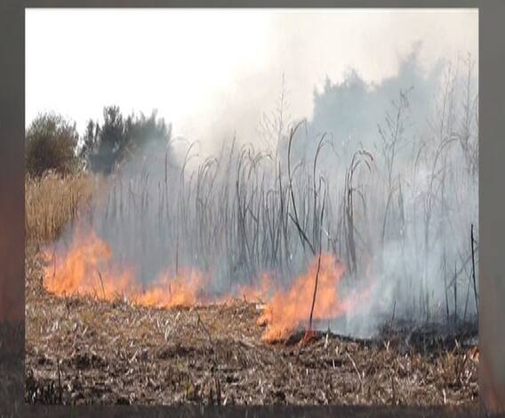 पाणी टंचाईमुळे शेतकऱ्यांवर ऊस जाळण्याची वेळ | बीड | 712 | एबीपी माझा 