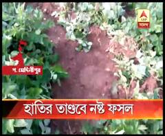 পশ্চিম মেদিনীপুরে ফের হাতির পালের হানা, বিঘার পর বিঘা ফসল নষ্ট