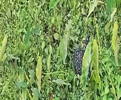 উত্তর ২৪ পরগনার ঘোলায় জোড়া খুনের ঘটনায় টিটাগড় থেকে গ্রেফতার কুখ্যাত দুষ্কৃতী ও মাদক কারবারি দাদ্দার রাজুর ভাই মহম্মদ চাঁদ ও সহযোগী মহম্মদ ছোটকা
