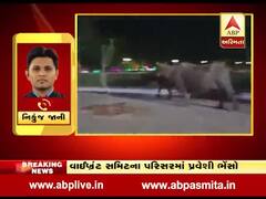 ગાંધીનગર: વાઈબ્રંટ ગુજરાત સમિટના પરિસરમાં ઘુસ્યું ભેંસોનું ટોળુ, જુઓ વીડિયો 