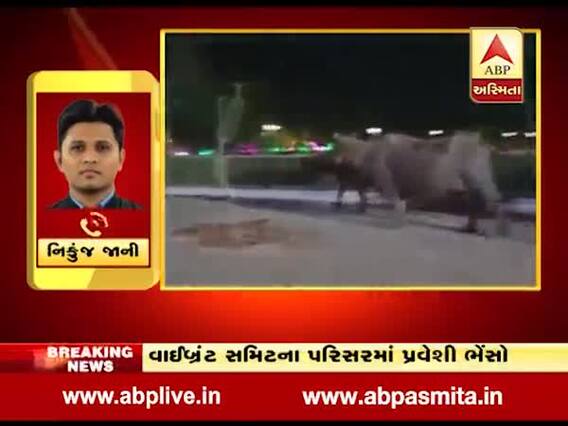ગાંધીનગર: વાઈબ્રંટ ગુજરાત સમિટના પરિસરમાં ઘુસ્યું ભેંસોનું ટોળુ, જુઓ વીડિયો 