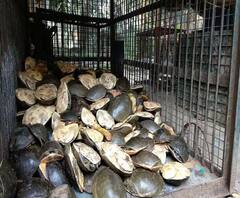 বর্ধমানের বড়শূল এলাকা থেকে প্রচুর কচ্ছপ উদ্ধার করল ওয়াইল্ড লাইফ ক্রাইম কন্ট্রোল ব্যুরো, আটক ২