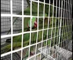 পশ্চিম মেদিনীপুরের দাঁতনের মেলা থেকে উদ্ধার প্রচুর টিয়া, ময়না, মুনিয়া