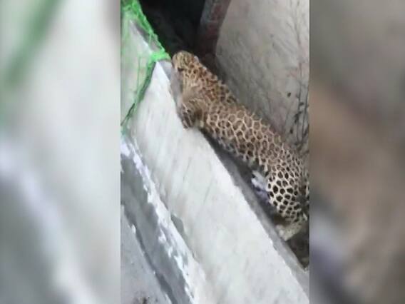 Sansani: Villagers horrified by Leopard 