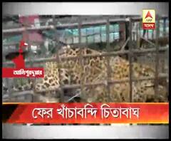 চারদিনে তিনটি, আলিপুরদুয়ারে খাঁচায় বন্দি আরও একটি চিতাবাঘ, শনিবার মাদারিহাটের গেরগেন্দা চা বাগানে ধরা পড়ল পূর্ণবয়স্ক স্ত্রী চিতা