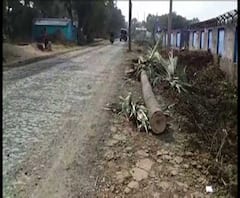 বুদবুদের মানকর রোডের সম্প্রসারণের জন্য নির্বিচারে কেটে ফেলা হল সারিসারি তাল গাছ, ক্ষুব্ধ স্থানীয় বাসিন্দারা