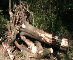মোদির সভার জন্য বৃক্ষনিধন, গাইঘাটা থানায় বিজেপির বিরুদ্ধে অভিযোগ করবে তৃণমূল কংগ্রেস, জানালেন খাদ্যমন্ত্রী জ্যোতিপ্রিয় মল্লিক