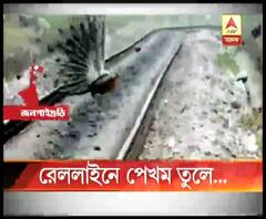 নাগরাকাটায় রেল লাইনে উপর ময়ূরের পেখম তুলে নাচ, কিছুক্ষণ আটকে থাকে দুটি দূরপাল্লার ট্রেন
