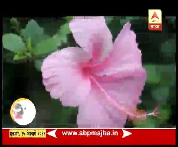 जास्वंदाचे आरोग्यदायी फायदे कोणते? | टिप्स | घे भरारी | एबीपी माझा 