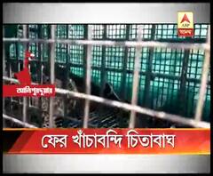 আলিপুরদুয়ারে ফের খাঁচাবন্দি চিতাবাঘ, সোমবার মাদারিহাটের রামঝোড়া চা বাগানে আটক স্ত্রী চিতাবাঘ, পাঁচ দিনে ধরা পড়ল চারটি চিতা
