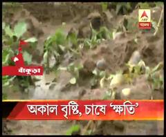 শিলাবৃষ্টিতে মাথায় হাত বাঁকুড়ার বিস্তীর্ণ এলাকার আলু চাষিদের