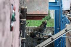 Leopard Attacks Locals In Jalandhar, Videos Go Viral