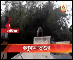 নদিয়ার চাকদা এলাকায় হনুমানের তাণ্ডব, জখম অন্তত ২০