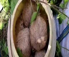ভোটের আগে ফের আমডাঙা থেকে বোমা উদ্ধার
