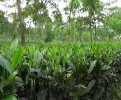 বন্ধ হল জলপাইগুড়ির বানারহাটের দেবপাড়া চা বাগান, কর্মহীন প্রায় ১২০০ শ্রমিক
