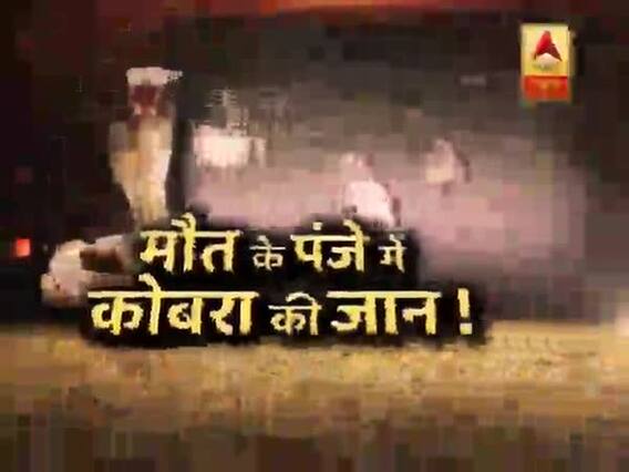 सनसनी: मौत के पंजे में कोबरा की जान ! जहरीली 'जंग' का क्या हुआ अंजाम ? देखिए