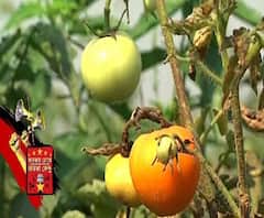 তারকার চোখে তারকা কেন্দ্র - বীরভূম লোকসভা কেন্দ্রের হাল হকিকত জানালেন সুরজিৎ চট্টোপাধ্যায় এবং জয় সরকার