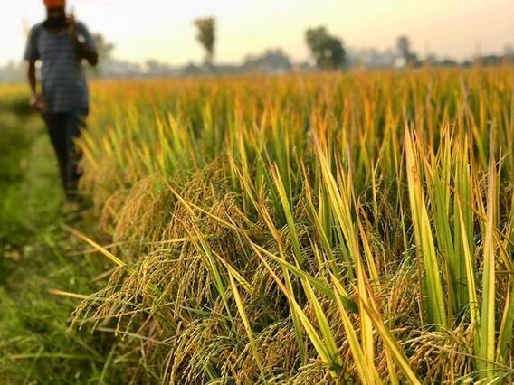 જામનગરના ખેડૂતે દેવું ચૂકવી ન શકતા કરી લીધો આપઘાત, જુઓ વીડિયો