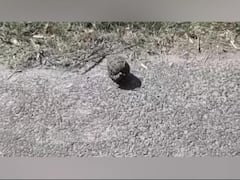 Hand grenade found on NH-2 ahead of Mulayam's nomination